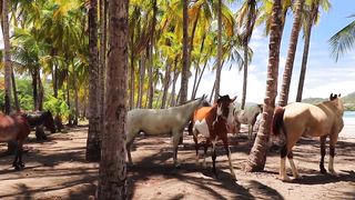 Wild horses cinematic video, natural video and relaxing music (1080p)
