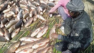 Amazing fish unloading in truck