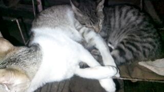 Chinto, Minto. In Dreaming