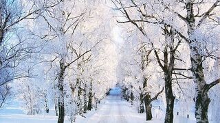 Tree snowing seenry