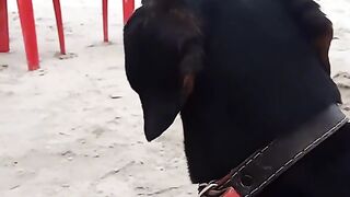 Cachorros bagunceiros e emgraçado