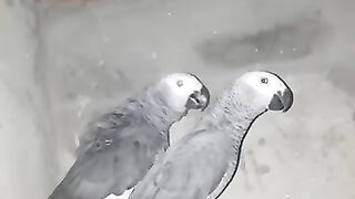 Beautiful birds