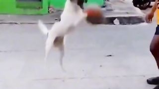 Funny video