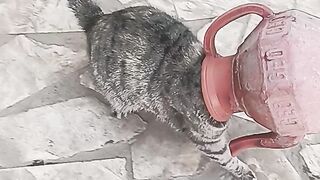 cat haaahaha