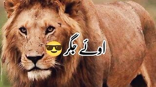 Attitude king poetry