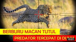 Riot! hungry leopard Break into village to catch dog brutal attack between leopard Anddogs