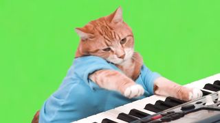 Cat and animals