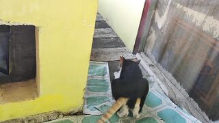 Cat meeting