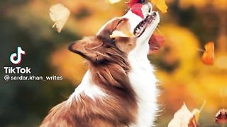 TikTok video emotional video