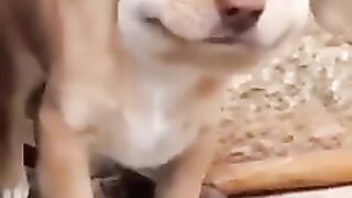 Funny video