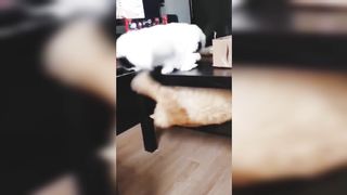 Funniest Dogs And Cats Videos | Funniest Pets | Funny Animal Videos 2023 | 1 |