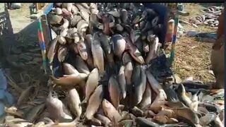 Big fish unloading in the truck