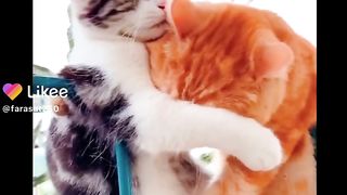Funny cat ????