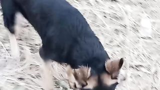 Jermanshepd