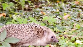 Hedgehog