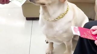 Dog Sadness