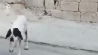 Dog funny videos