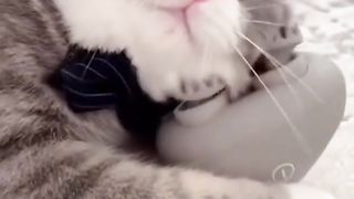 Funny cat massage(;