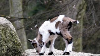 Baby Goat