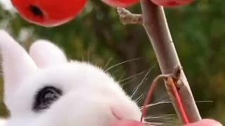 Chinese fruit