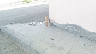 Cute orange eyes cat