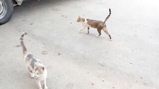 2 cute and funny meowing cats video Febspot