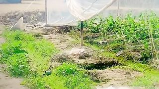 Farming in Village
