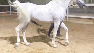 WHITE HORSE