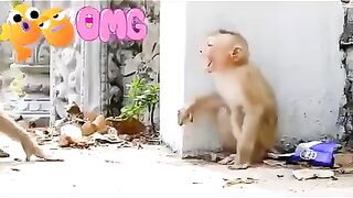 MONKEYS