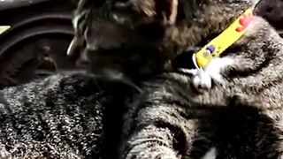 Cat | Tabby Cat | Thai Cat | Musk Pattern |