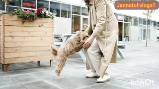 Funny video, Funny animals