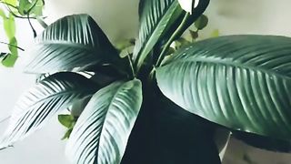 Beauty plant ????????
