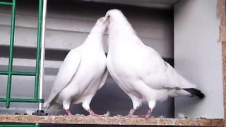 Pigeon Mating