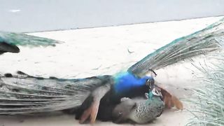 Peacock Mating