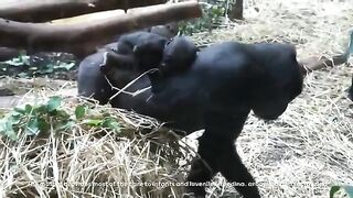Mother Gorilla and Dog Close Relationship-- Mountain Gorilla Start life meeting