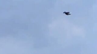 Pigeon flying