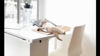 Cats are enjoying....