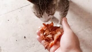 Pet cat eats the chicken asmr