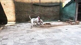 The canary dog breeding - process wonderful and exciting