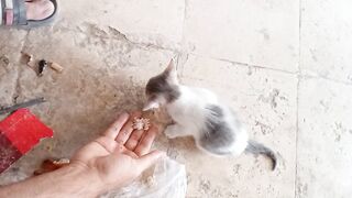 Cute kitten eats the chicken with hands touch
