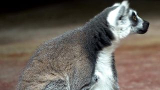 Cute Ring-Tailed Lemur