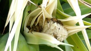 Bees Insect Animal Fauna Plant Leaves Flora