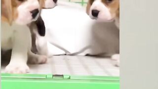 Funny dog animal cute best 2023 - Compilation best funny pets 2023