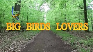 Biggest Lovebirds Colonines in Punjab - Lutino - Albino Red Eyes
