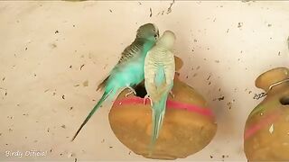 Budgies Parrots Mating