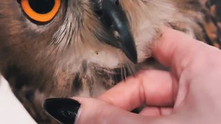 The wild European Eagle Owl population was estimated at 19,000- 38,000 pairs in 2004; the Asian