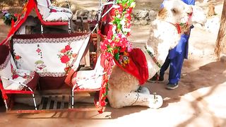 Sweet girl with white camel????????