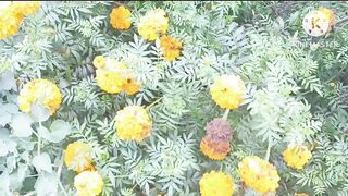 Nature's Beauty of Merigold flower.