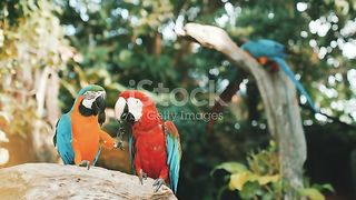 Parrot