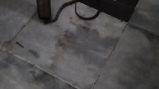 Snake in house